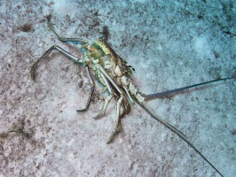 Lobster Carcass IMG 4949